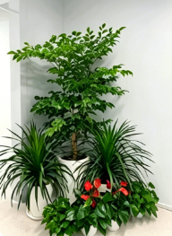 鄞州绿植租摆摆放位置-奉化办公室植物租赁-海曙室内植物租赁费用-北仑绿化养护项目
